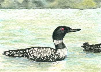 "Fay Lake Loons" by Anne Irish, Middleton WI - Watercolor